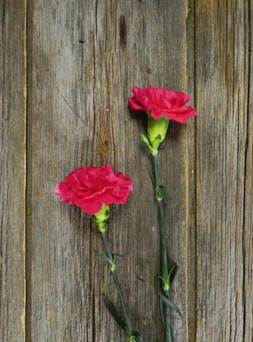 MANDALAY HOT PINK CARNATIONS